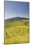 Vineyards Near to the Hilltop Village of Vezelay in the Yonne Area of Burgundy, France, Europe-Julian Elliott-Mounted Photographic Print