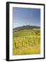 Vineyards Near to the Hilltop Village of Vezelay in the Yonne Area of Burgundy, France, Europe-Julian Elliott-Framed Photographic Print