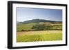 Vineyards Near to the Hilltop Village of Vezelay in the Yonne Area of Burgundy, France, Europe-Julian Elliott-Framed Photographic Print