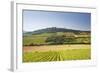 Vineyards Near to the Hilltop Village of Vezelay in the Yonne Area of Burgundy, France, Europe-Julian Elliott-Framed Photographic Print