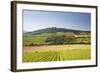 Vineyards Near to the Hilltop Village of Vezelay in the Yonne Area of Burgundy, France, Europe-Julian Elliott-Framed Photographic Print