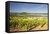 Vineyards Near to the Hilltop Village of Vezelay in the Yonne Area of Burgundy, France, Europe-Julian Elliott-Framed Stretched Canvas