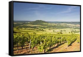 Vineyards Near to the Hilltop Village of Vezelay in the Yonne Area of Burgundy, France, Europe-Julian Elliott-Framed Stretched Canvas