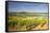 Vineyards Near to the Hilltop Village of Vezelay in the Yonne Area of Burgundy, France, Europe-Julian Elliott-Framed Stretched Canvas