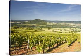 Vineyards Near to the Hilltop Village of Vezelay in the Yonne Area of Burgundy, France, Europe-Julian Elliott-Stretched Canvas