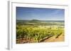 Vineyards Near to the Hilltop Village of Vezelay in the Yonne Area of Burgundy, France, Europe-Julian Elliott-Framed Photographic Print