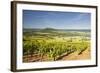 Vineyards Near to the Hilltop Village of Vezelay in the Yonne Area of Burgundy, France, Europe-Julian Elliott-Framed Photographic Print