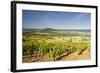 Vineyards Near to the Hilltop Village of Vezelay in the Yonne Area of Burgundy, France, Europe-Julian Elliott-Framed Photographic Print