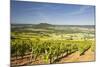 Vineyards Near to the Hilltop Village of Vezelay in the Yonne Area of Burgundy, France, Europe-Julian Elliott-Mounted Photographic Print