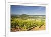 Vineyards Near to the Hilltop Village of Vezelay in the Yonne Area of Burgundy, France, Europe-Julian Elliott-Framed Photographic Print