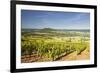Vineyards Near to the Hilltop Village of Vezelay in the Yonne Area of Burgundy, France, Europe-Julian Elliott-Framed Photographic Print