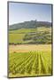 Vineyards Near to the Hilltop Village of Vezelay in the Yonne Area of Burgundy, France, Europe-Julian Elliott-Mounted Photographic Print