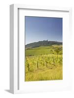 Vineyards Near to the Hilltop Village of Vezelay in the Yonne Area of Burgundy, France, Europe-Julian Elliott-Framed Photographic Print