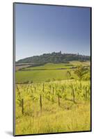 Vineyards Near to the Hilltop Village of Vezelay in the Yonne Area of Burgundy, France, Europe-Julian Elliott-Mounted Photographic Print