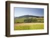 Vineyards Near to the Hilltop Village of Vezelay in the Yonne Area of Burgundy, France, Europe-Julian Elliott-Framed Photographic Print