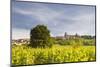 Vineyards Near to the Hilltop Village of Vezelay in the Yonne Area of Burgundy, France, Europe-Julian Elliott-Mounted Photographic Print