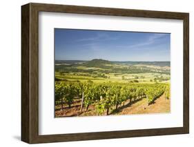 Vineyards Near to the Hilltop Village of Vezelay in the Yonne Area of Burgundy, France, Europe-Julian Elliott-Framed Photographic Print