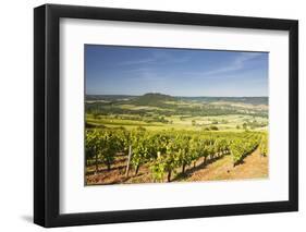 Vineyards Near to the Hilltop Village of Vezelay in the Yonne Area of Burgundy, France, Europe-Julian Elliott-Framed Photographic Print