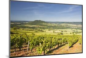 Vineyards Near to the Hilltop Village of Vezelay in the Yonne Area of Burgundy, France, Europe-Julian Elliott-Mounted Photographic Print