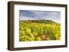 Vineyards Near to the Hilltop Village of Vezelay in the Yonne Area of Burgundy, France, Europe-Julian Elliott-Framed Photographic Print