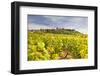 Vineyards Near to the Hilltop Village of Vezelay in the Yonne Area of Burgundy, France, Europe-Julian Elliott-Framed Photographic Print