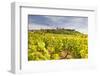 Vineyards Near to the Hilltop Village of Vezelay in the Yonne Area of Burgundy, France, Europe-Julian Elliott-Framed Photographic Print