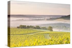 Vineyards Near to Vezelay During a Misty Dawn, Burgundy, France, Europe-Julian Elliott-Stretched Canvas
