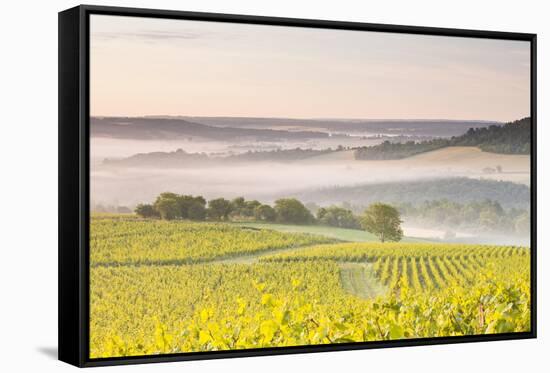 Vineyards Near to Vezelay During a Misty Dawn, Burgundy, France, Europe-Julian Elliott-Framed Stretched Canvas