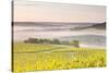 Vineyards Near to Vezelay During a Misty Dawn, Burgundy, France, Europe-Julian Elliott-Stretched Canvas