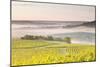Vineyards Near to Vezelay During a Misty Dawn, Burgundy, France, Europe-Julian Elliott-Mounted Photographic Print
