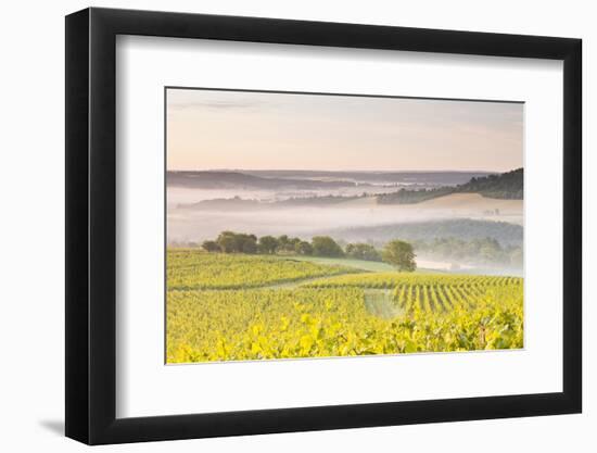 Vineyards Near to Vezelay During a Misty Dawn, Burgundy, France, Europe-Julian Elliott-Framed Photographic Print