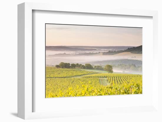 Vineyards Near to Vezelay During a Misty Dawn, Burgundy, France, Europe-Julian Elliott-Framed Photographic Print