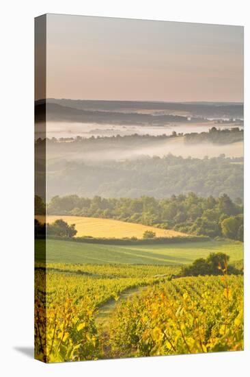 Vineyards Near to Vezelay During a Misty Dawn, Yonne, Burgundy, France, Europe-Julian Elliott-Stretched Canvas