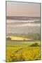 Vineyards Near to Vezelay During a Misty Dawn, Yonne, Burgundy, France, Europe-Julian Elliott-Mounted Photographic Print