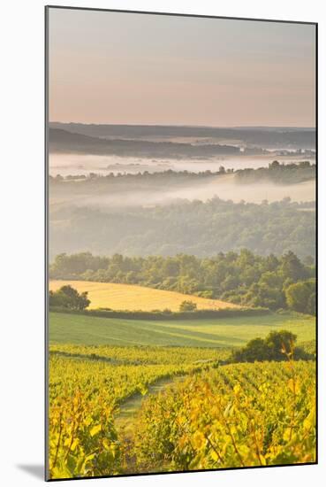 Vineyards Near to Vezelay During a Misty Dawn, Yonne, Burgundy, France, Europe-Julian Elliott-Mounted Photographic Print