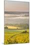 Vineyards Near to Vezelay During a Misty Dawn, Yonne, Burgundy, France, Europe-Julian Elliott-Mounted Photographic Print