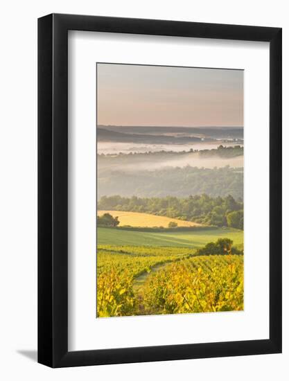 Vineyards Near to Vezelay During a Misty Dawn, Yonne, Burgundy, France, Europe-Julian Elliott-Framed Photographic Print