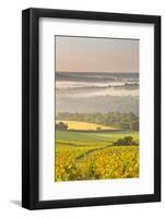 Vineyards Near to Vezelay During a Misty Dawn, Yonne, Burgundy, France, Europe-Julian Elliott-Framed Photographic Print