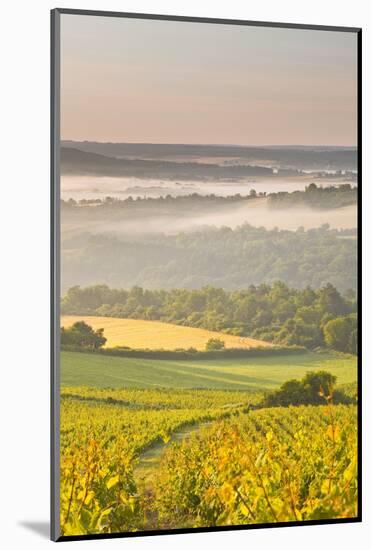 Vineyards Near to Vezelay During a Misty Dawn, Yonne, Burgundy, France, Europe-Julian Elliott-Mounted Photographic Print