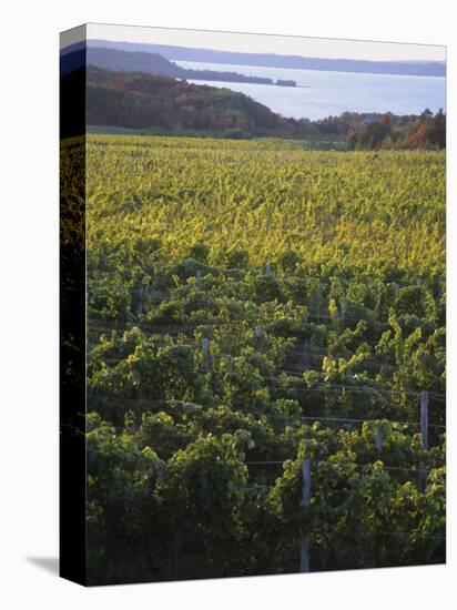 Vineyards Near Traverse City, Michigan, USA-Michael Snell-Stretched Canvas