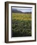 Vineyards Near Traverse City, Michigan, USA-Michael Snell-Framed Photographic Print