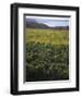 Vineyards Near Traverse City, Michigan, USA-Michael Snell-Framed Photographic Print