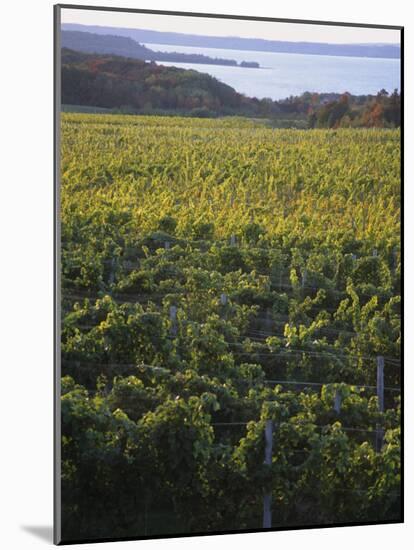 Vineyards Near Traverse City, Michigan, USA-Michael Snell-Mounted Photographic Print