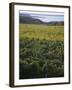 Vineyards Near Traverse City, Michigan, USA-Michael Snell-Framed Photographic Print