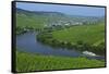 Vineyards near Trittenheim, Moselle Valley, Rhineland-Palatinate, Germany, Europe-Hans-Peter Merten-Framed Stretched Canvas