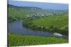 Vineyards near Trittenheim, Moselle Valley, Rhineland-Palatinate, Germany, Europe-Hans-Peter Merten-Stretched Canvas