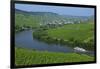 Vineyards near Trittenheim, Moselle Valley, Rhineland-Palatinate, Germany, Europe-Hans-Peter Merten-Framed Photographic Print