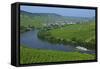 Vineyards near Trittenheim, Moselle Valley, Rhineland-Palatinate, Germany, Europe-Hans-Peter Merten-Framed Stretched Canvas