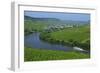 Vineyards near Trittenheim, Moselle Valley, Rhineland-Palatinate, Germany, Europe-Hans-Peter Merten-Framed Photographic Print