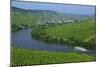 Vineyards near Trittenheim, Moselle Valley, Rhineland-Palatinate, Germany, Europe-Hans-Peter Merten-Mounted Photographic Print